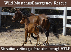 Mustangs saved